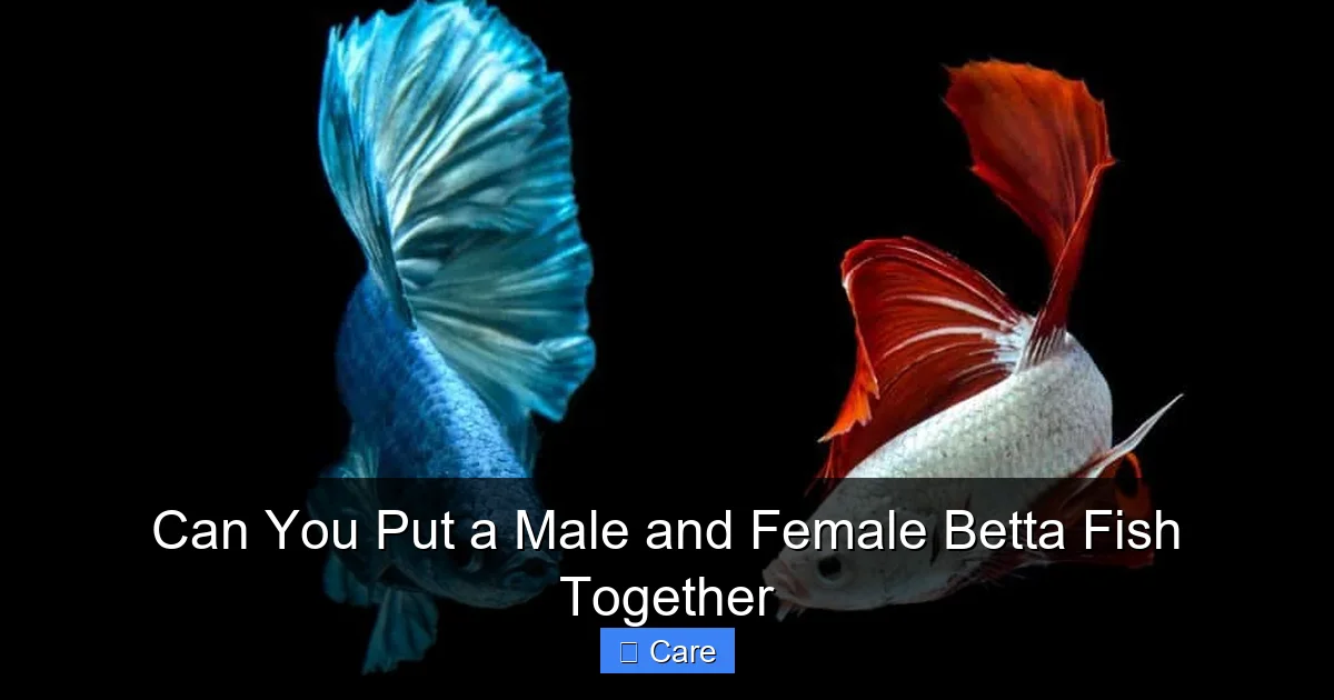 Can You Put a Male and Female Betta Fish Together