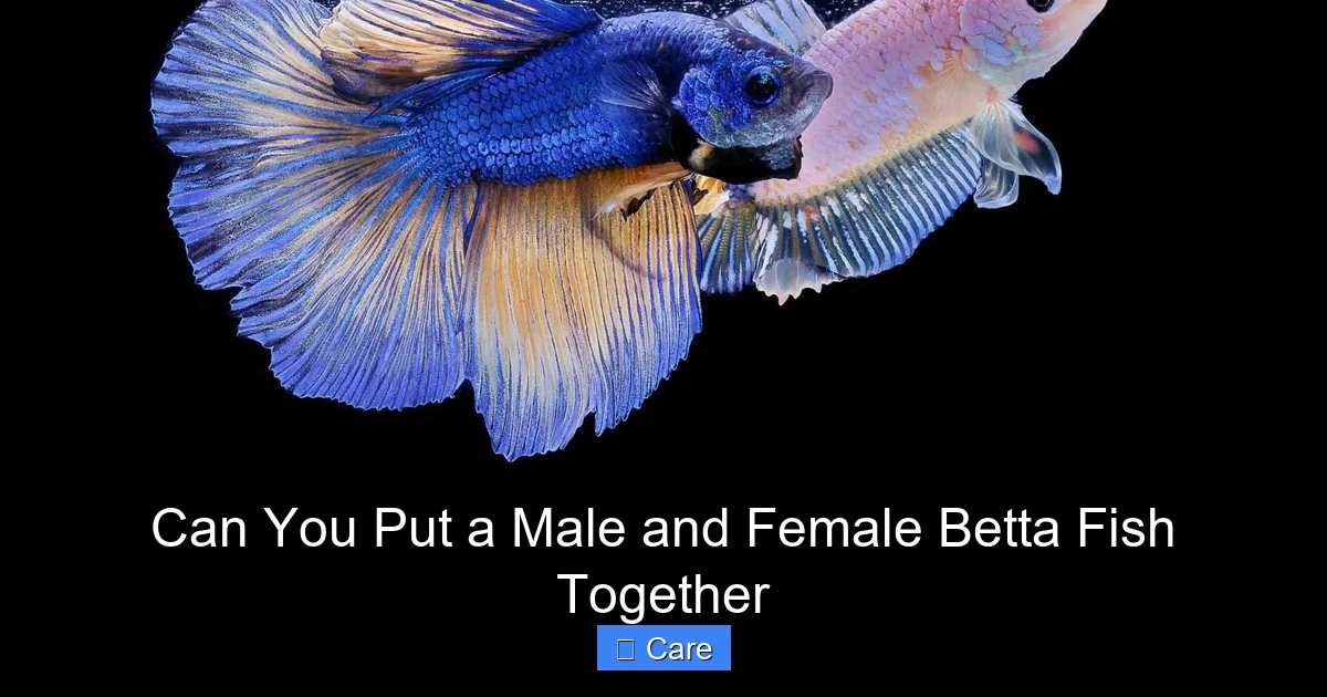 Can You Put a Male and Female Betta Fish Together