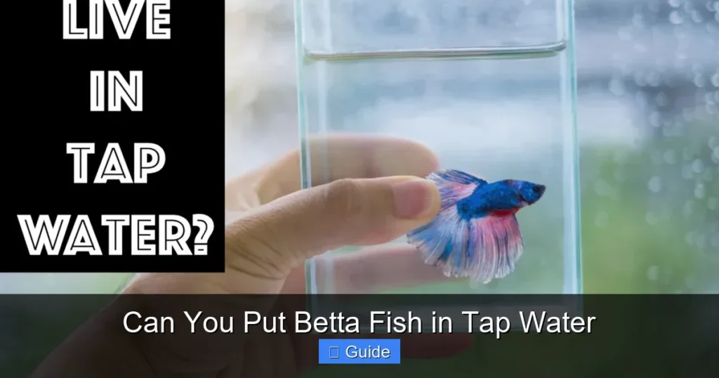 Can You Put Betta Fish in Tap Water