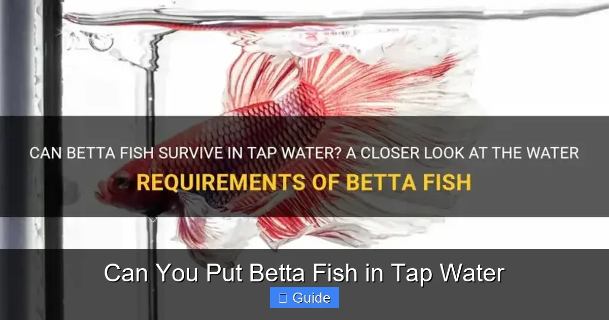 Can You Put Betta Fish in Tap Water