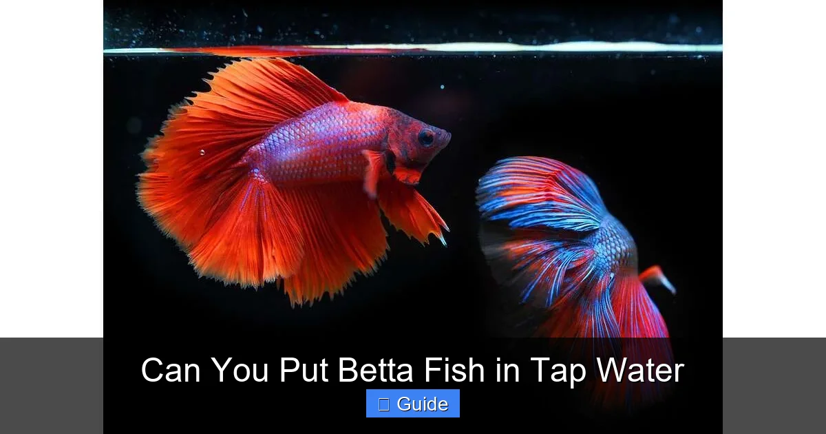 Can You Put Betta Fish in Tap Water