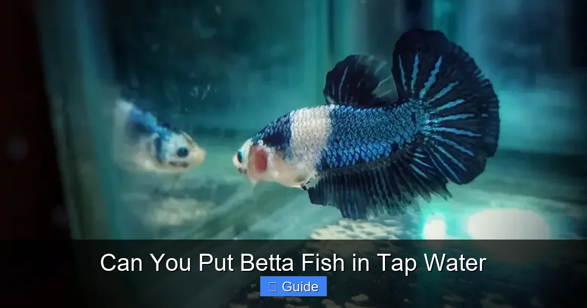 Can You Put Betta Fish in Tap Water