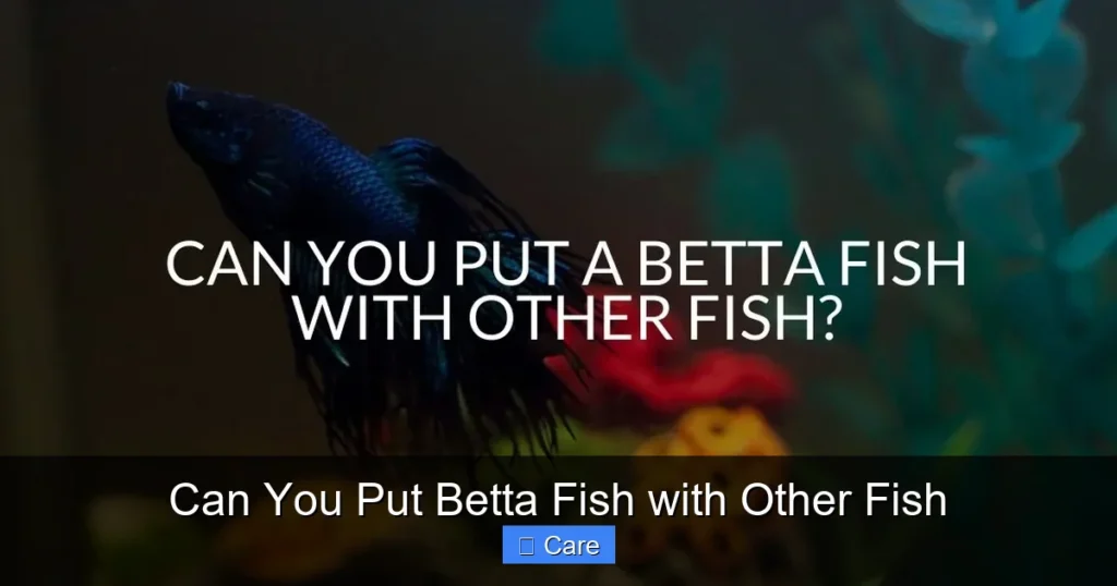 Can You Put Betta Fish with Other Fish