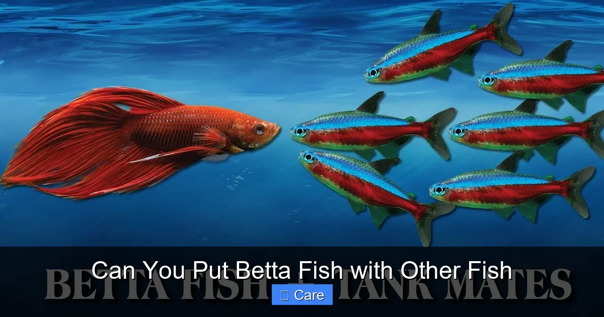 Can You Put Betta Fish with Other Fish