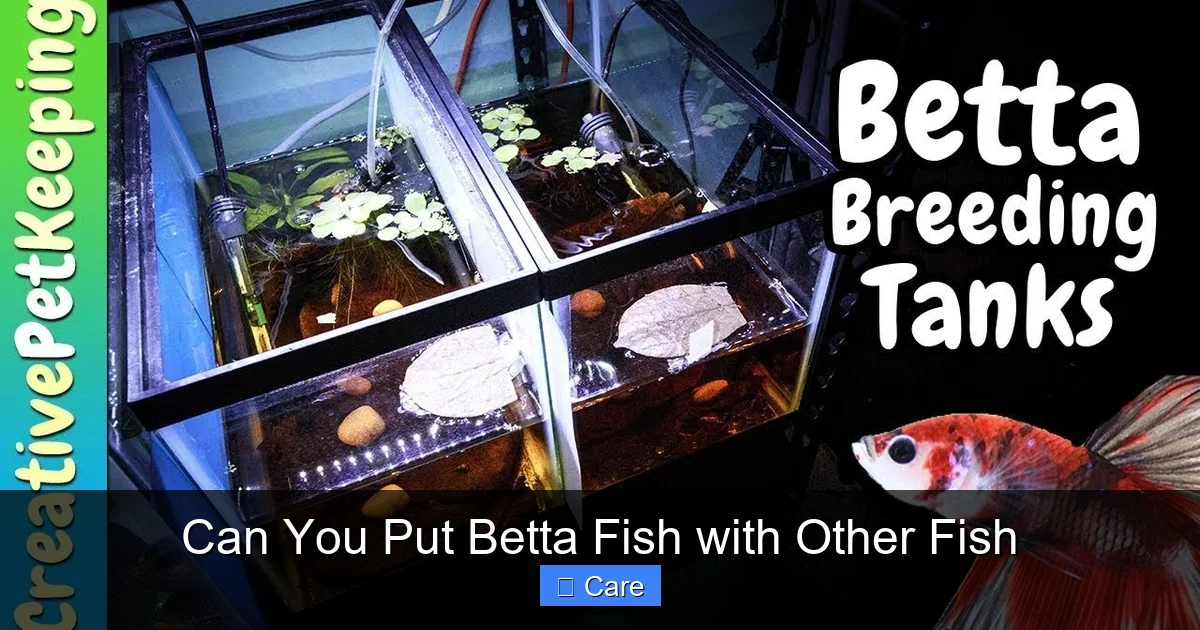Can You Put Betta Fish with Other Fish