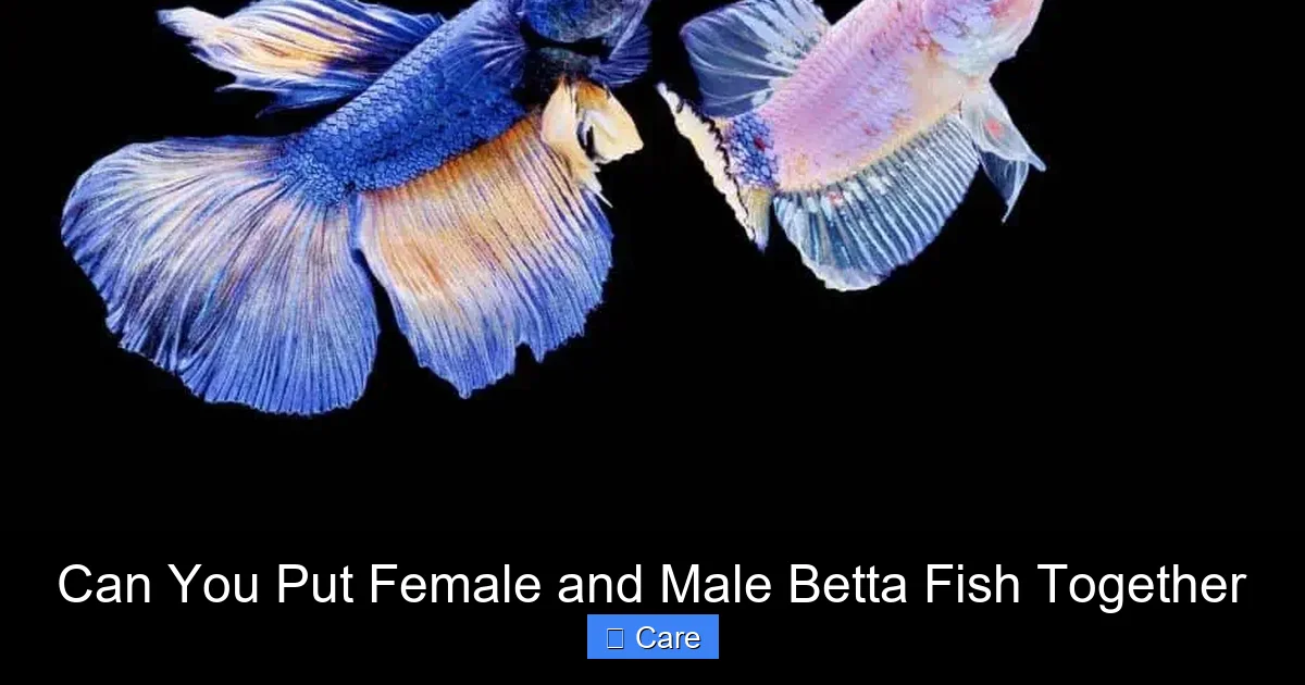 Can You Put Female and Male Betta Fish Together