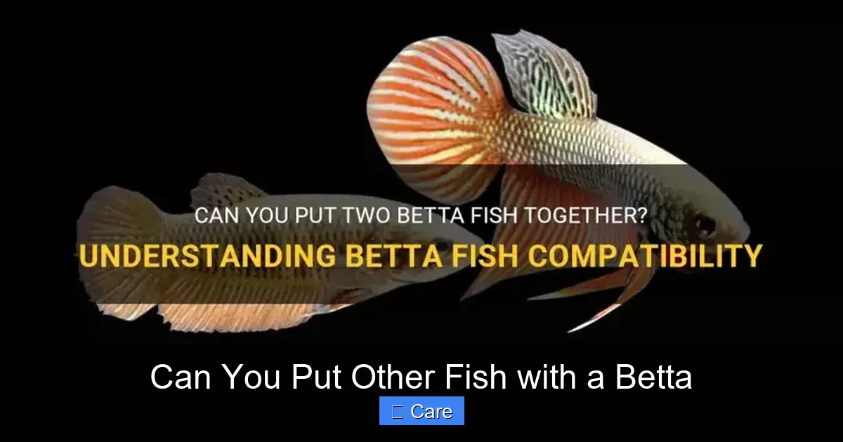 Can You Put Other Fish with a Betta
