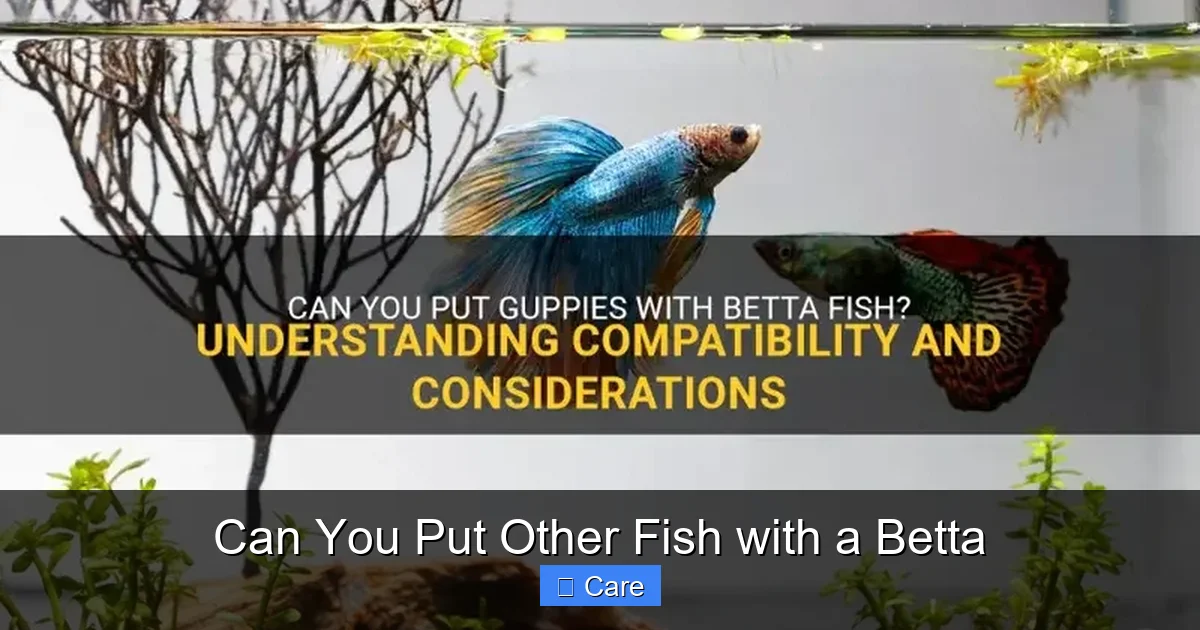 Can You Put Other Fish with a Betta