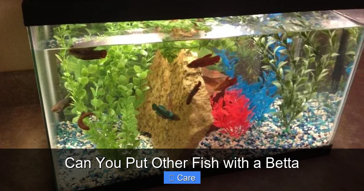 Can You Put Other Fish with a Betta