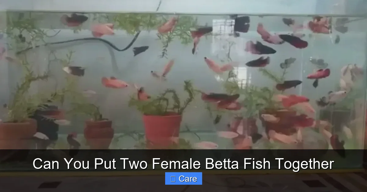 Can You Put Two Female Betta Fish Together