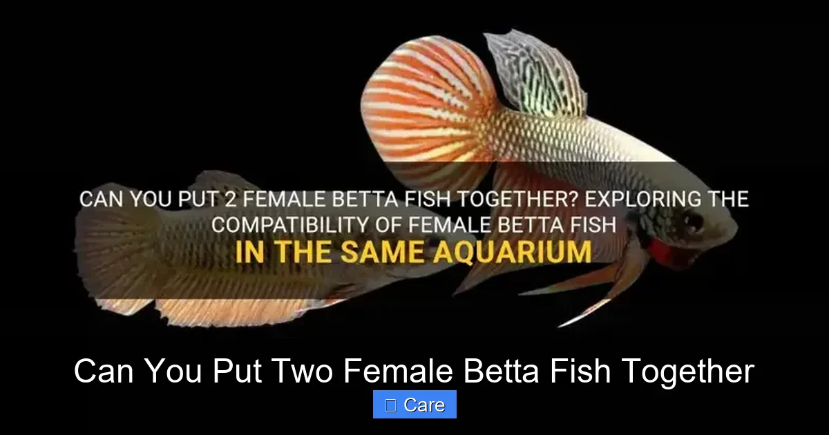 Can You Put Two Female Betta Fish Together