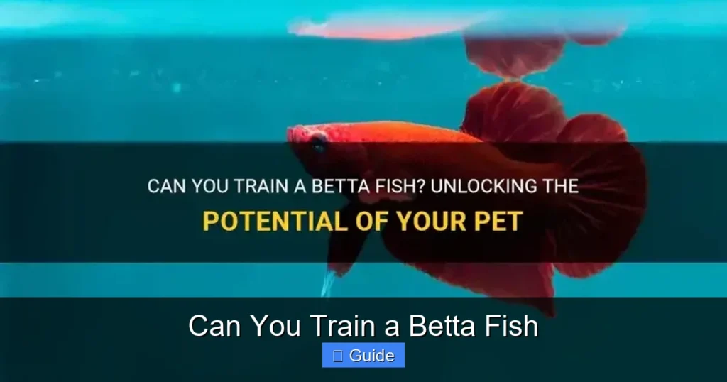 Can You Train a Betta Fish