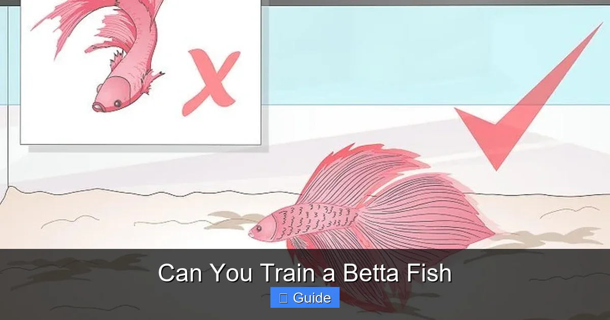Can You Train a Betta Fish