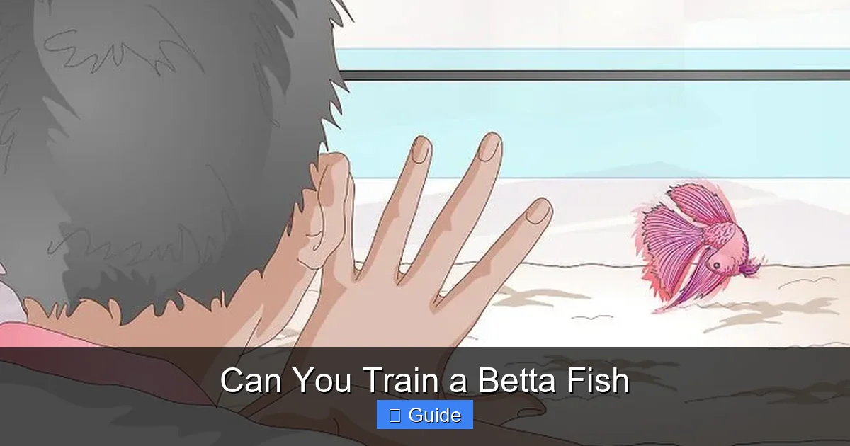 Can You Train a Betta Fish