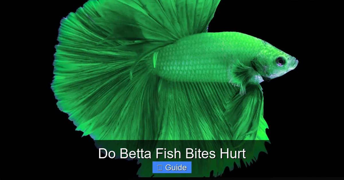 Do Betta Fish Bites Hurt