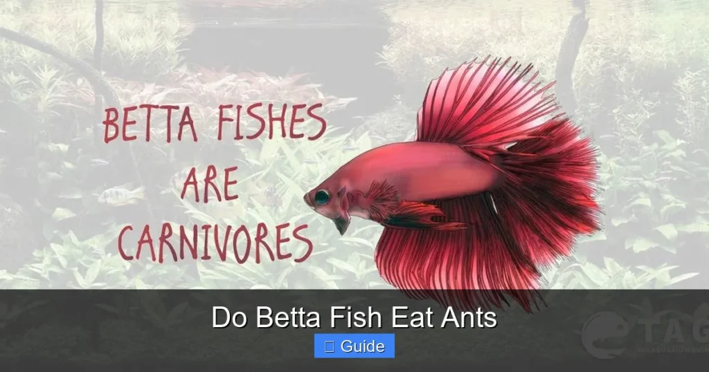 Do Betta Fish Eat Ants