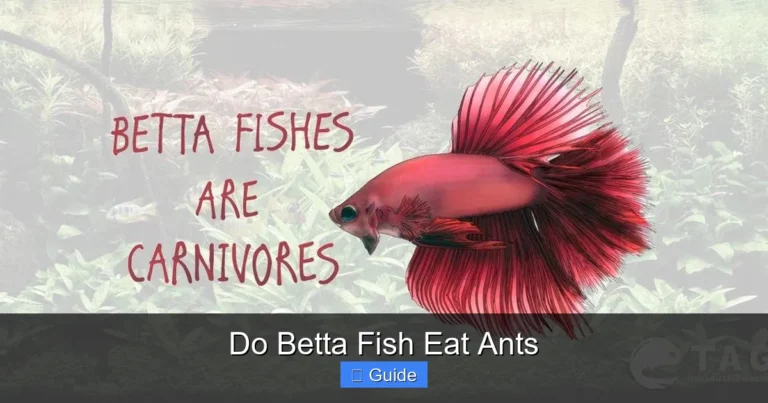 Do Betta Fish Eat Ants