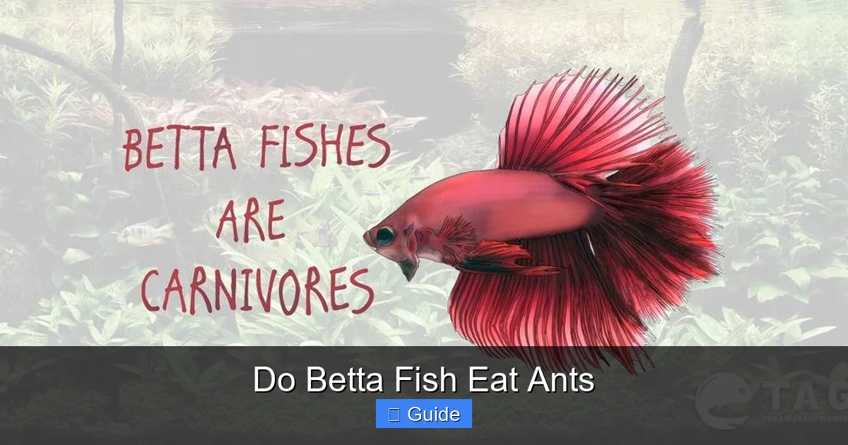 Do Betta Fish Eat Ants