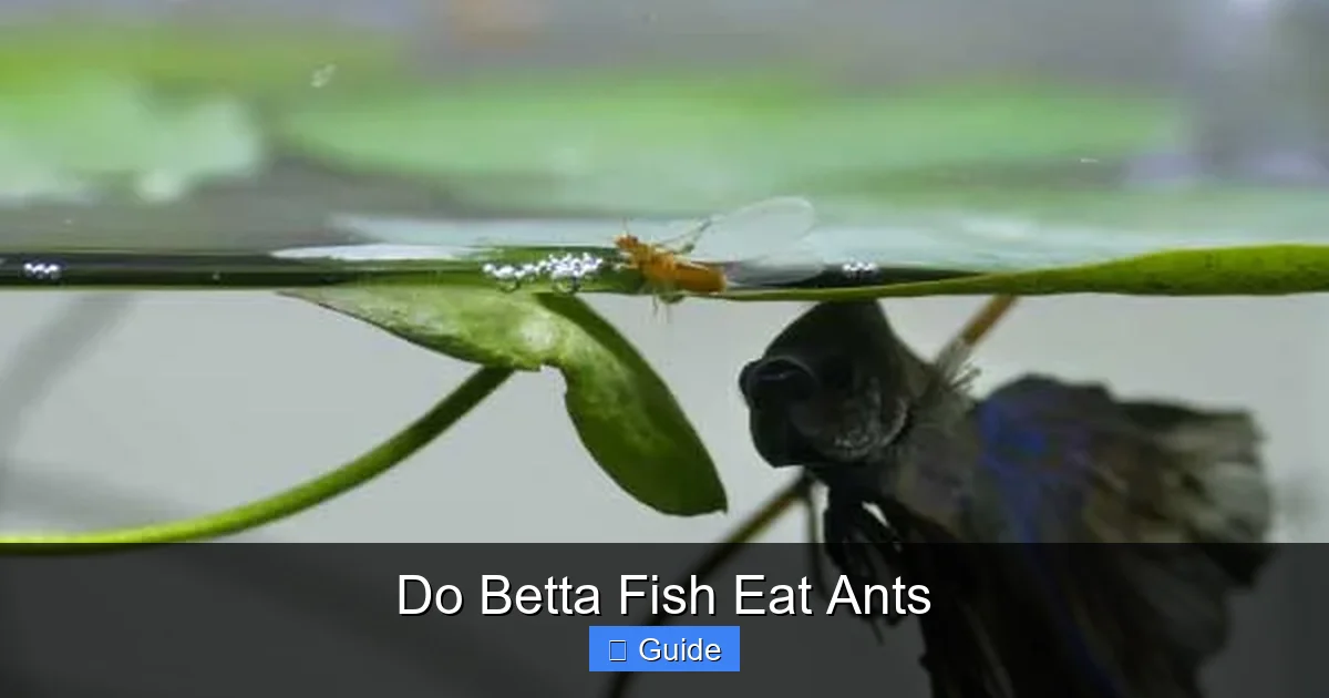 Do Betta Fish Eat Ants