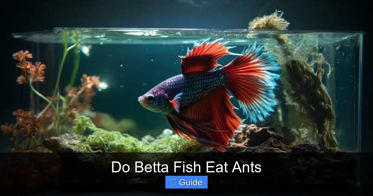 Do Betta Fish Eat Ants