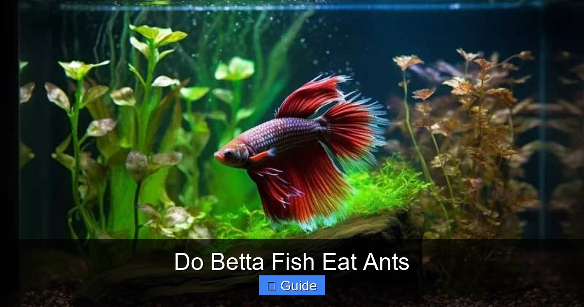 Do Betta Fish Eat Ants