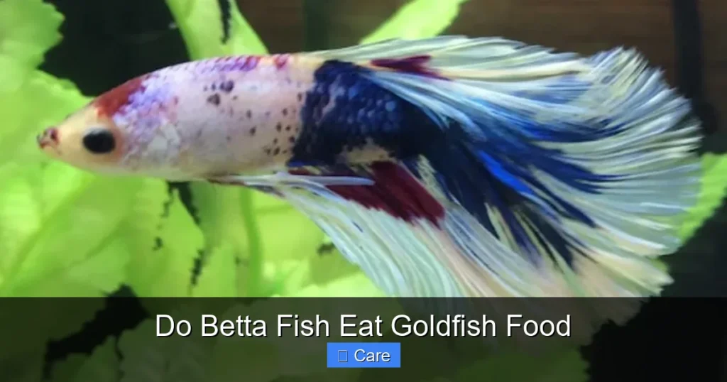 Do Betta Fish Eat Goldfish Food