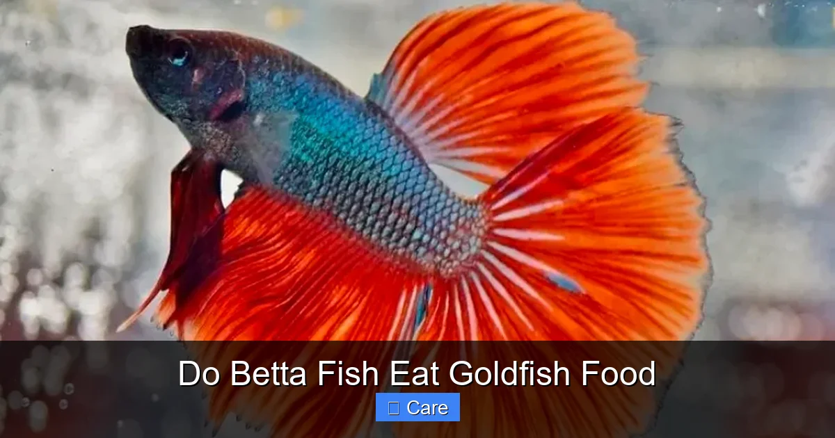 Do Betta Fish Eat Goldfish Food