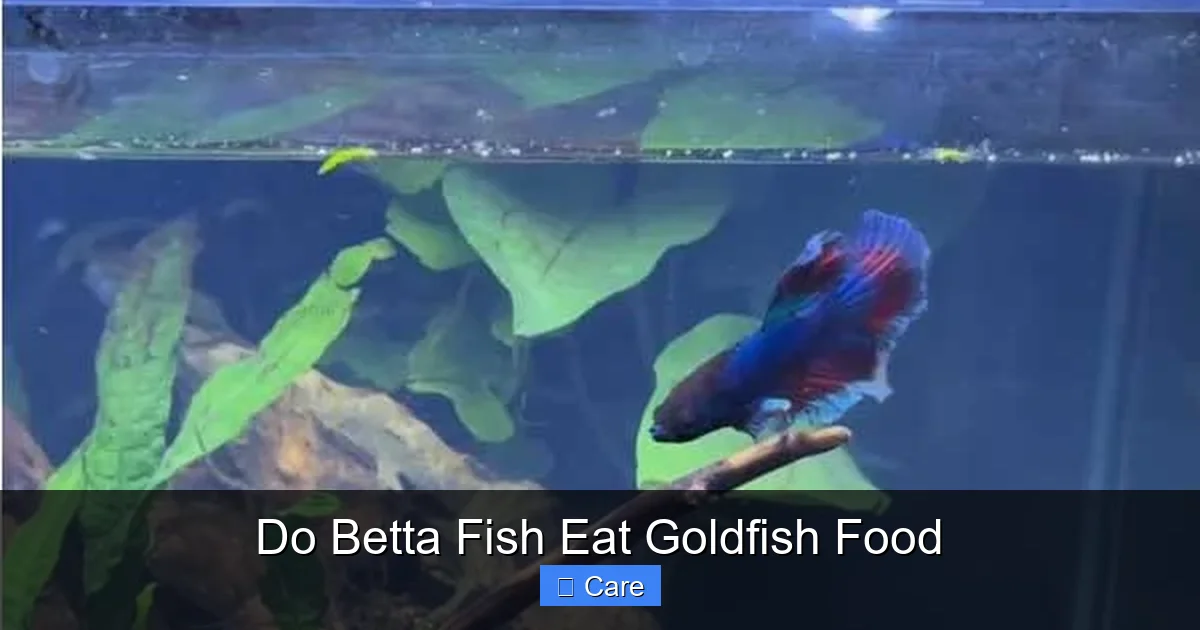 Do Betta Fish Eat Goldfish Food