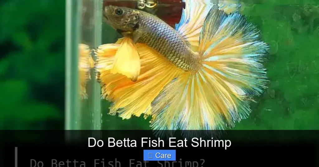 Do Betta Fish Eat Shrimp