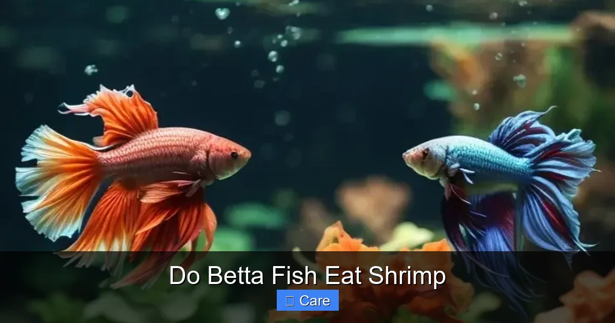 Do Betta Fish Eat Shrimp