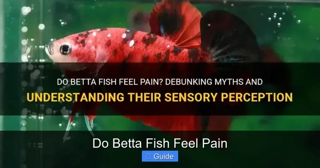 Do Betta Fish Feel Pain