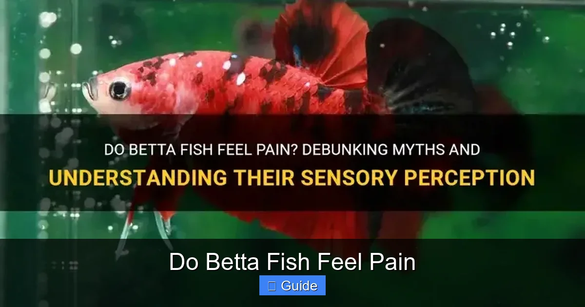Do Betta Fish Feel Pain
