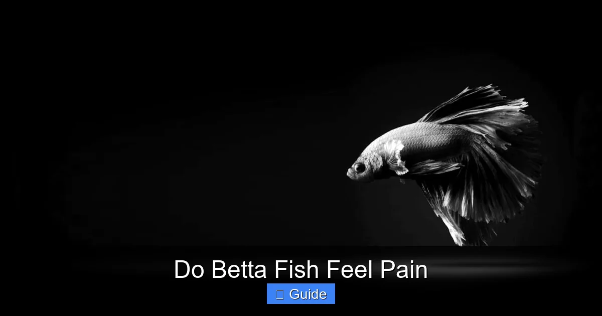 Do Betta Fish Feel Pain