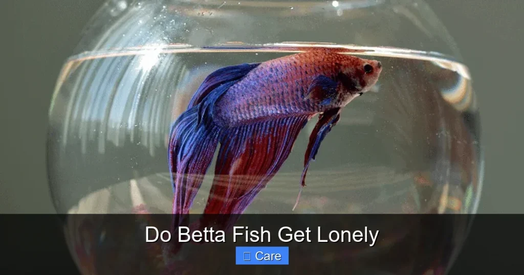 Do Betta Fish Get Lonely