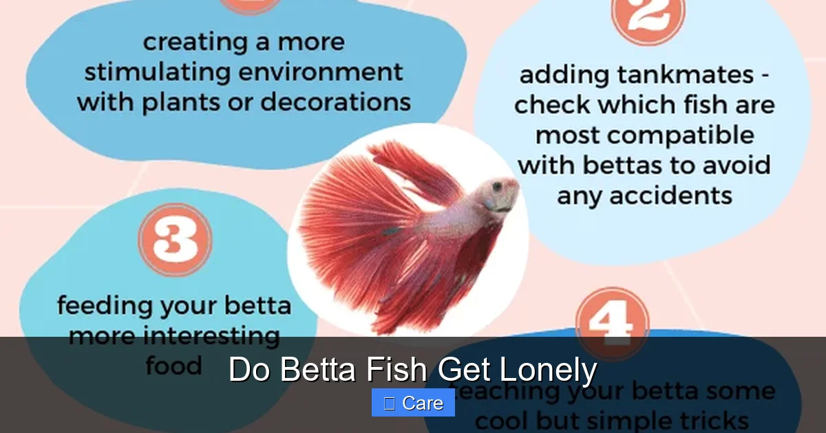 Do Betta Fish Get Lonely