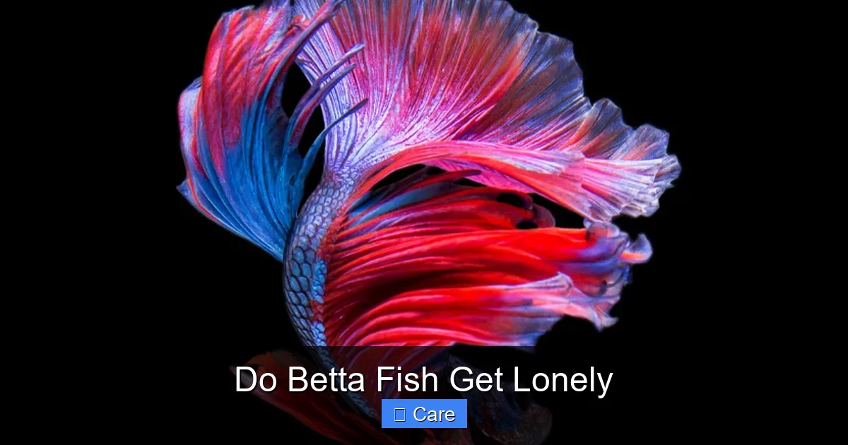 Do Betta Fish Get Lonely