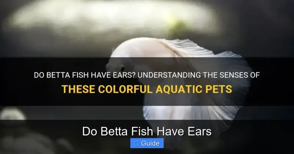 Do Betta Fish Have Ears