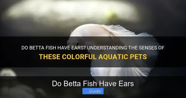 Do Betta Fish Have Ears