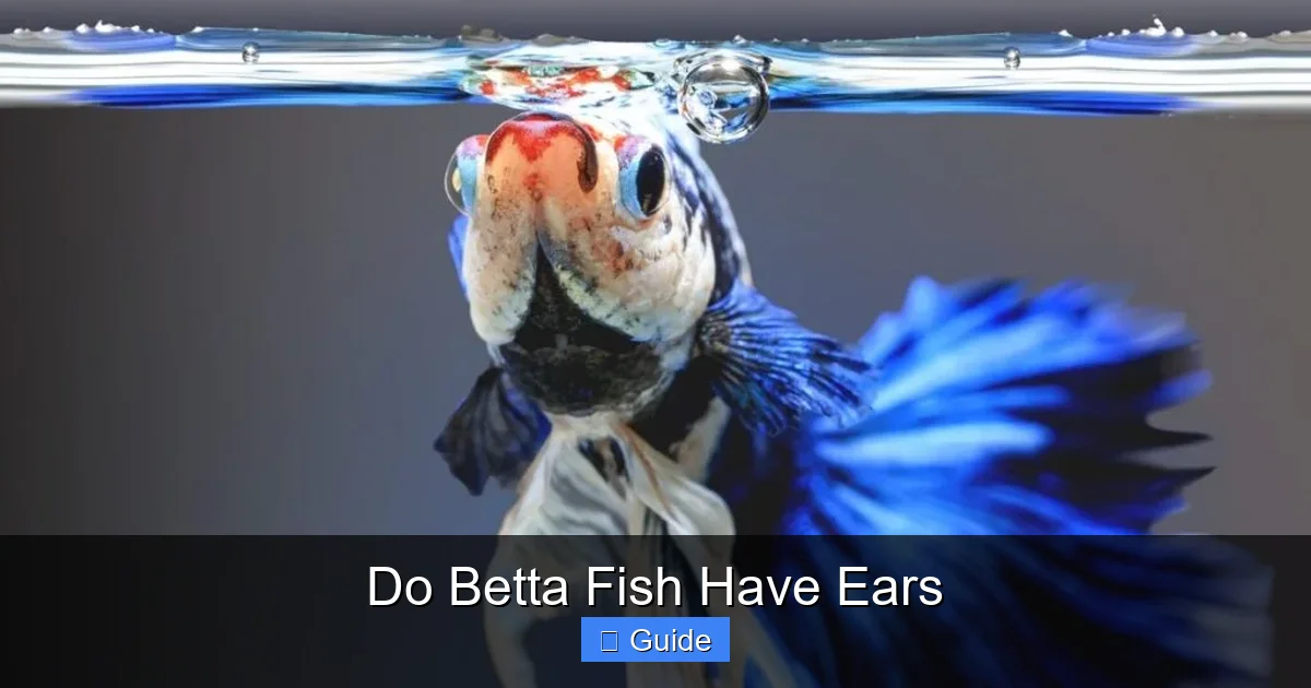 Do Betta Fish Have Ears