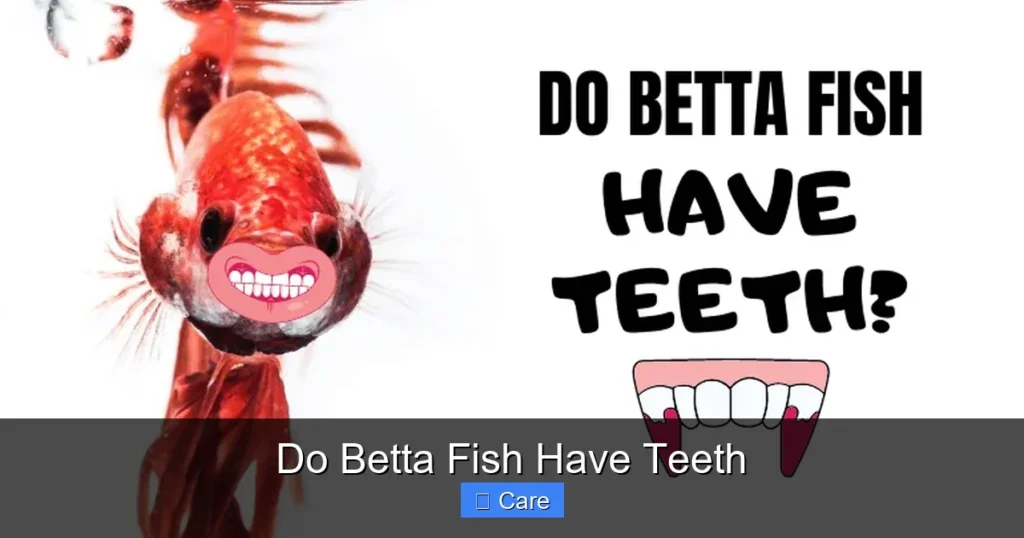 Do Betta Fish Have Teeth