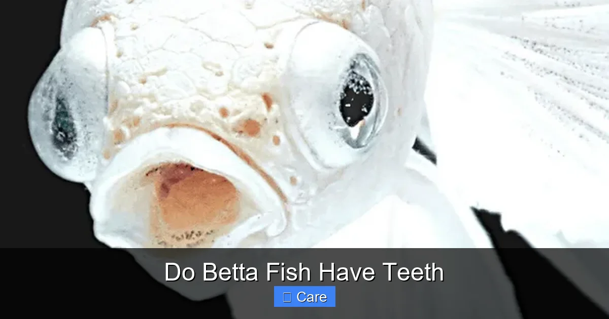 Do Betta Fish Have Teeth