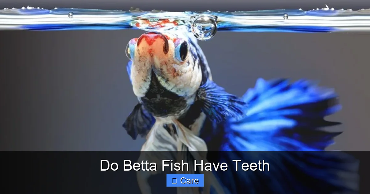 Do Betta Fish Have Teeth