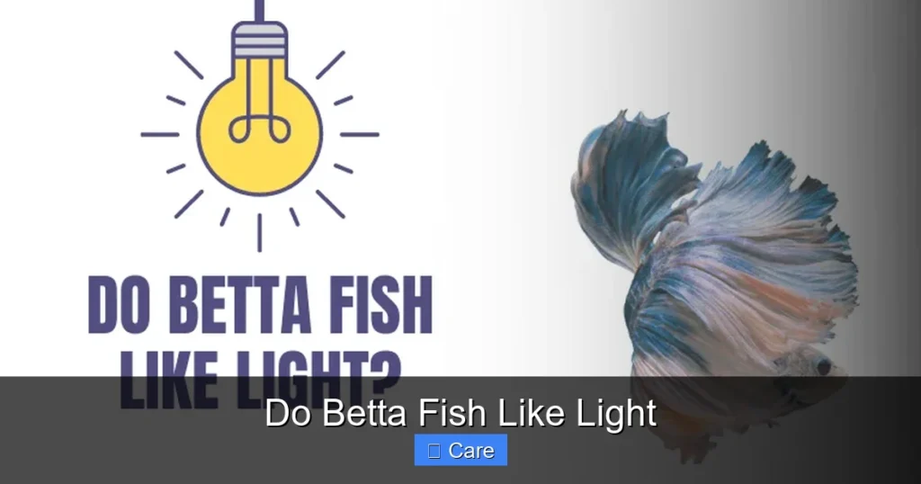 Do Betta Fish Like Light