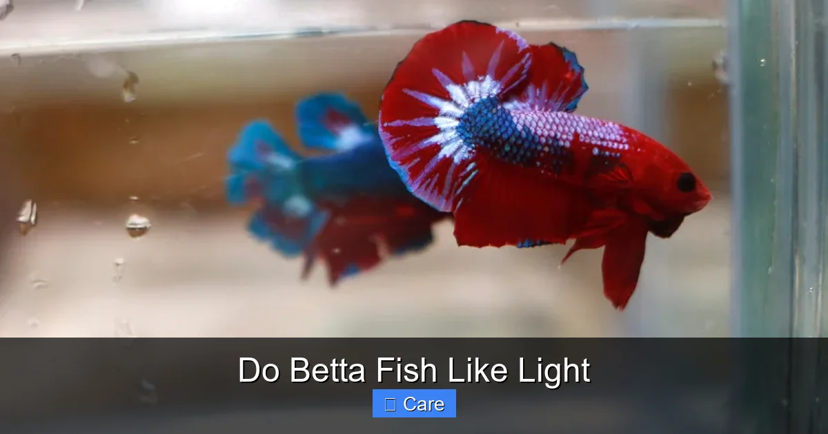 Do Betta Fish Like Light