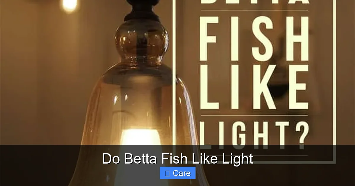 Do Betta Fish Like Light