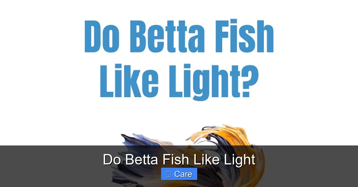 Do Betta Fish Like Light
