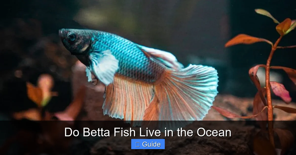 Do Betta Fish Live in the Ocean