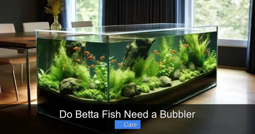 Do Betta Fish Need a Bubbler
