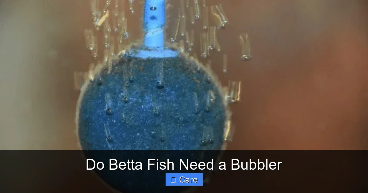 Do Betta Fish Need a Bubbler