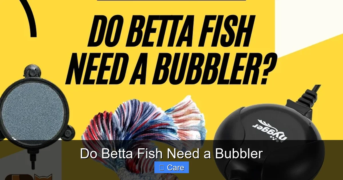 Do Betta Fish Need a Bubbler